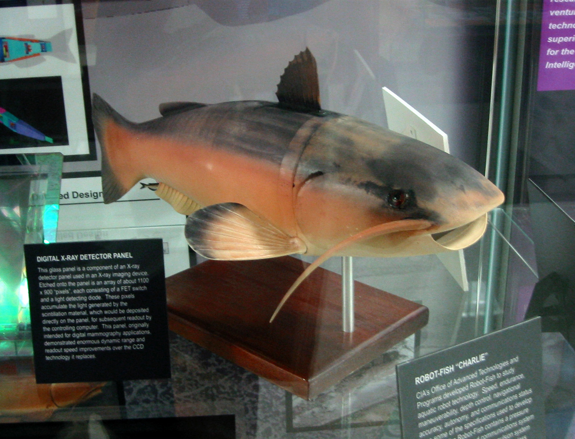The robot catfish 'Charlie', built in 2000, seen on display at the museum 