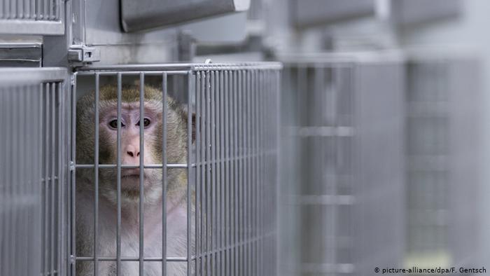 A caged monkey looks in the camera in a Münster laboratory 