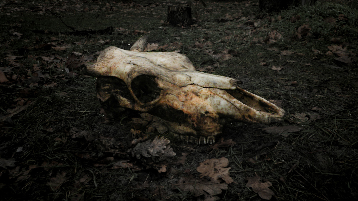 A skull of a dead cow.