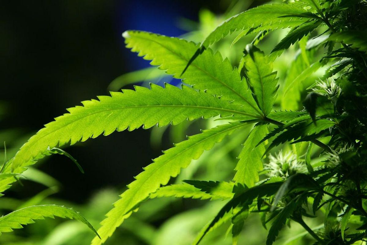 Study finds compounds in hemp may prevent COVID virus from infecting people Study finds compounds in hemp may prevent COVID virus from infecting people