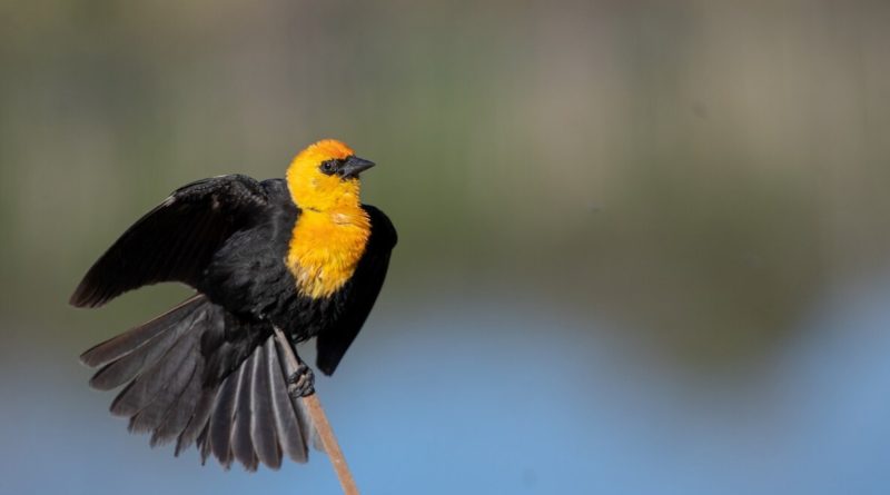 Viral video shows blackbirds falling from sky in Mexico