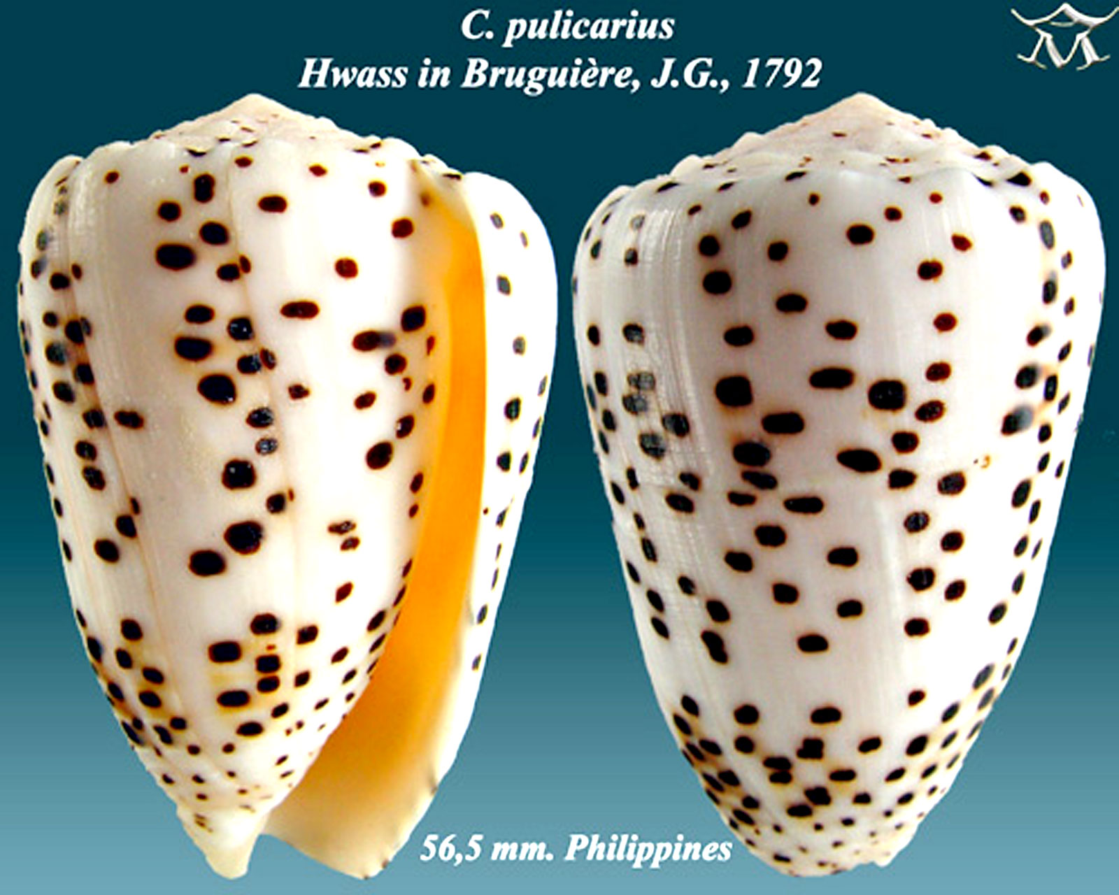 conus pulicarius