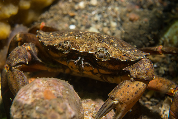 Image: BEYOND STUPID: China begins testing fresh fish, crabs, prawns for coronavirus germs as covid theater reaches insane new levels