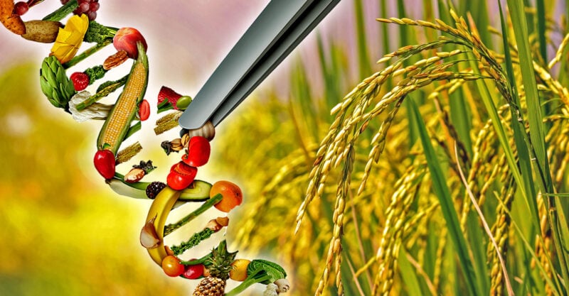 Exclusive: CRISPR Technology Is a ‘Recipe for Disaster’ — Not a Solution for World Hunger