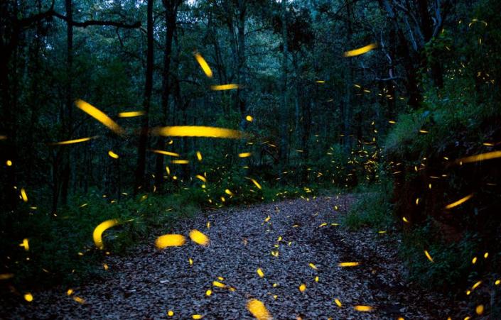 Luciferase isn’t in the covid-19 vaccines, but fireflies do use it to light up at night.