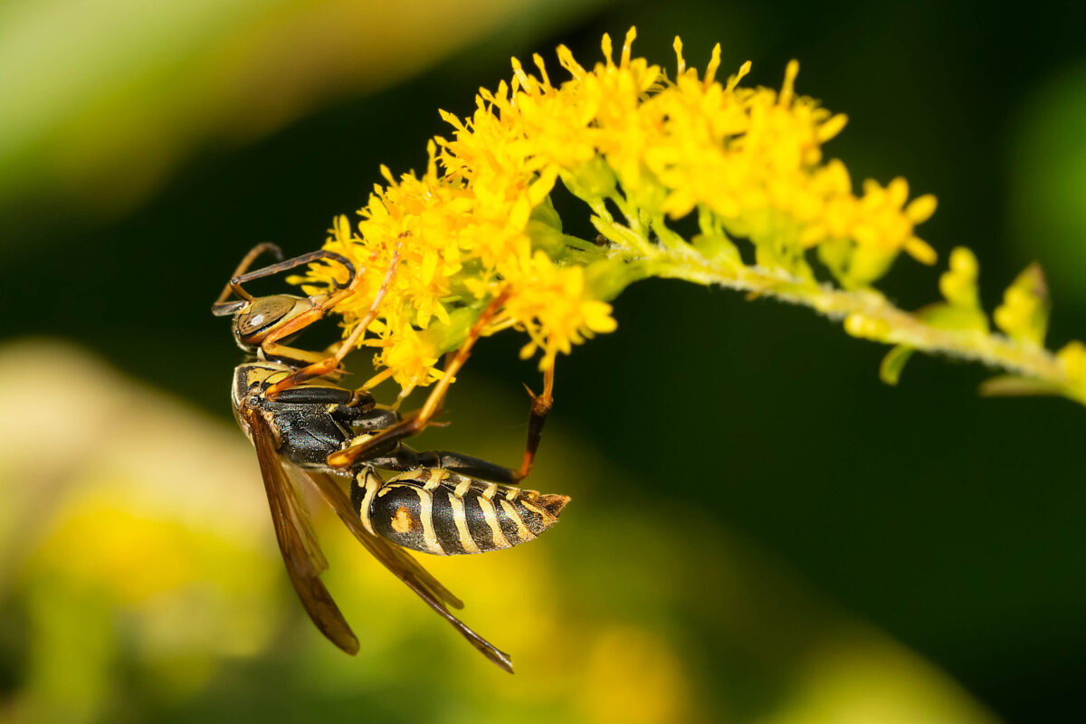 Extracts From Common Wild Plants Can Block COVID From Entering Human Cells: Study Extracts From Common Wild Plants Can Block COVID From Entering Human Cells: Study