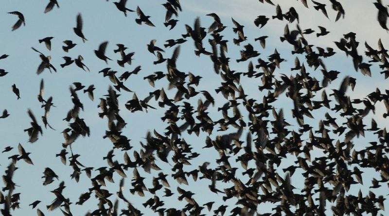 Fact check: Should we be worried about birds crowding streets and ... - Euronews