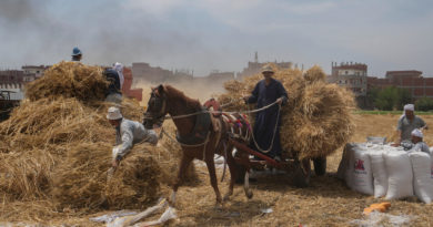 Food Supply Disruption Is Another Front for Russian Falsehoods - The New York Times