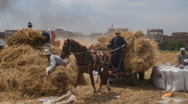 Food Supply Disruption Is Another Front for Russian Falsehoods - The New York Times