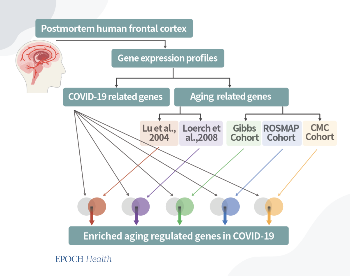 How COVID-19 Accelerates Brain Aging and 1 Way to Protect Yourself How COVID-19 Accelerates Brain Aging and 1 Way to Protect Yourself