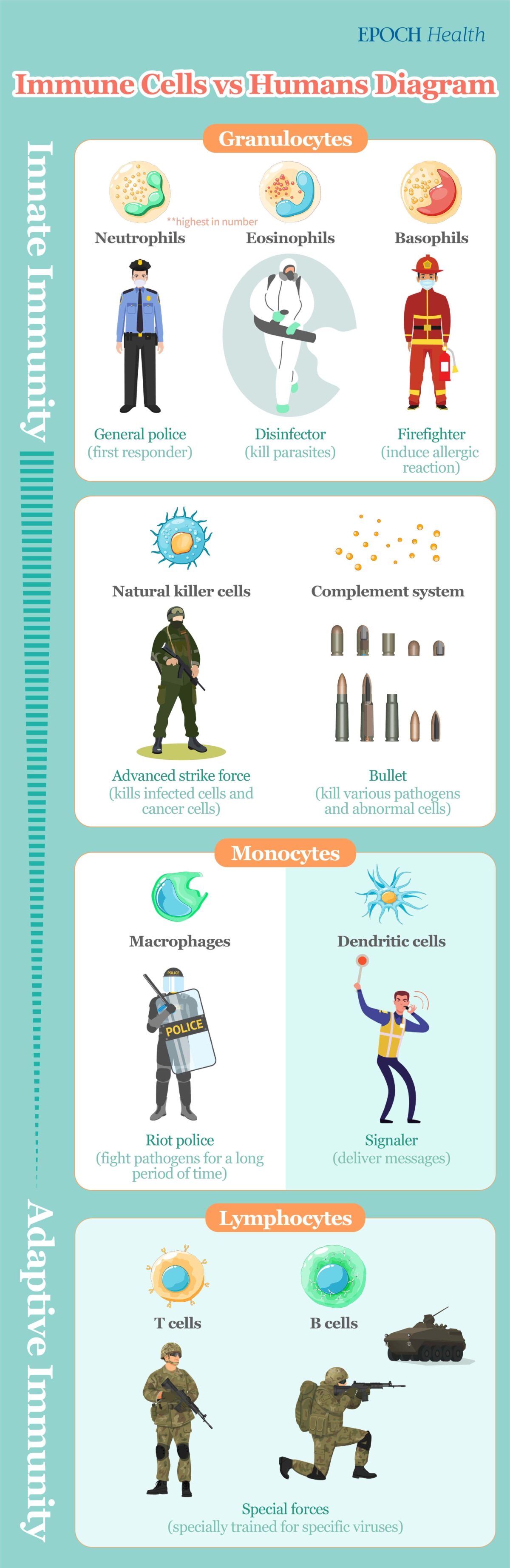 What are the key roles of various immune cells in the body, such as neutrophils, macrophages, natural killer cells, and the complement system? (The Epoch Times)