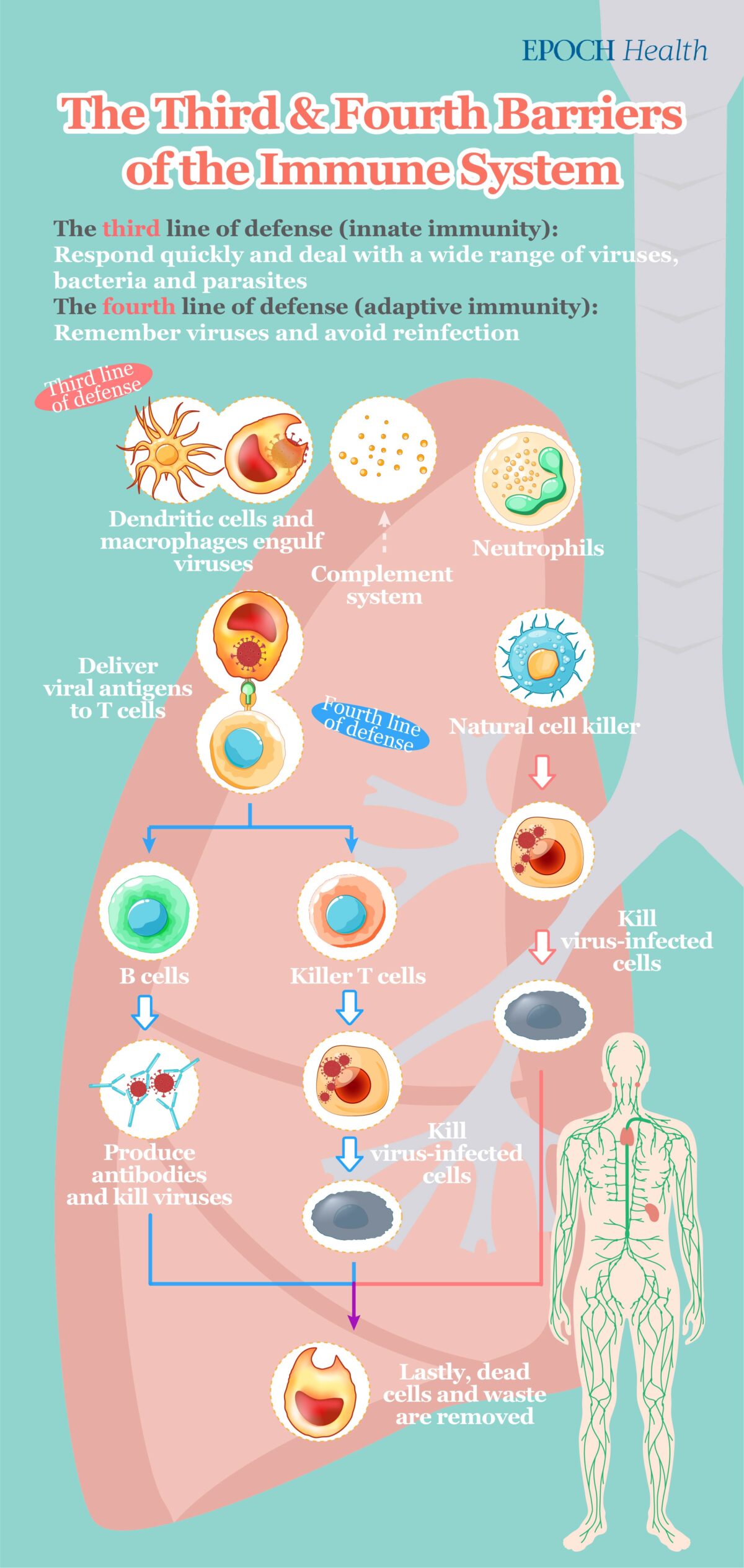 Important antiviral mechanisms of the body's innate and adaptive immune systems include T cells that kill infected cells and B cells that produce antibodies. (The Epoch Times)