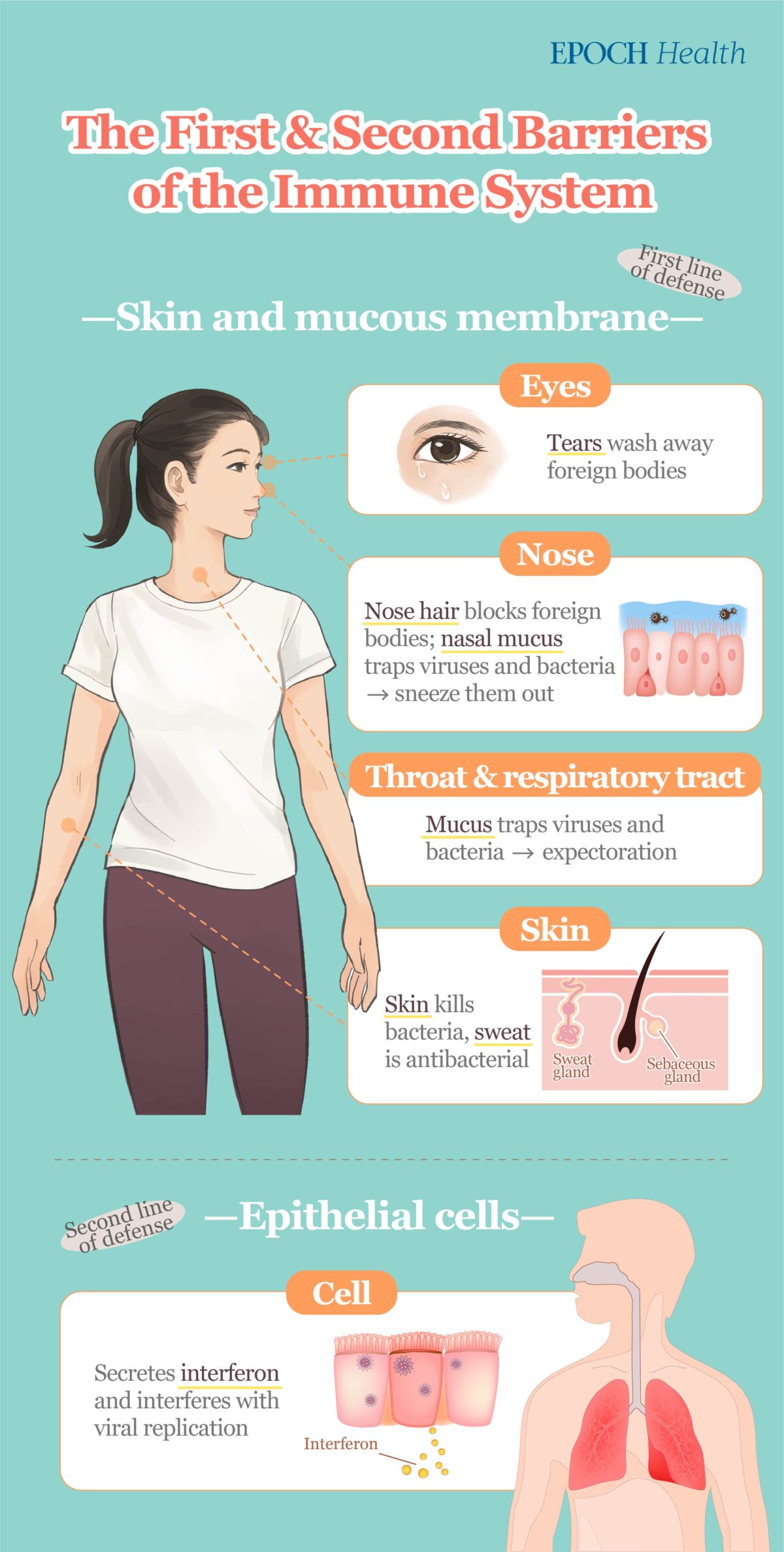 The first line of defense of the immune system include physical barriers such as skin and mucous membranes, which keep viruses, bacteria, etc. out of the body. (The Epoch Times)