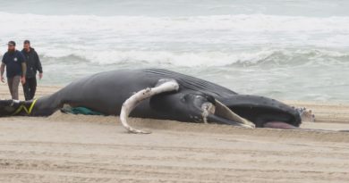 Are wind turbines killing whales in N.J.? Conspiracies abound on social media - The Philadelphia Inquirer