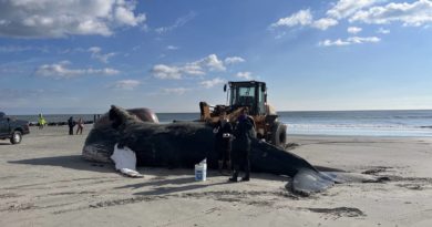 Conspiracy theorists on Facebook are 'winning the information war' about New Jersey whale deaths - Anchorage Daily News