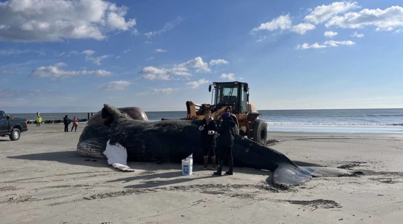 Conspiracy theorists on Facebook are 'winning the information war' about New Jersey whale deaths - Anchorage Daily News