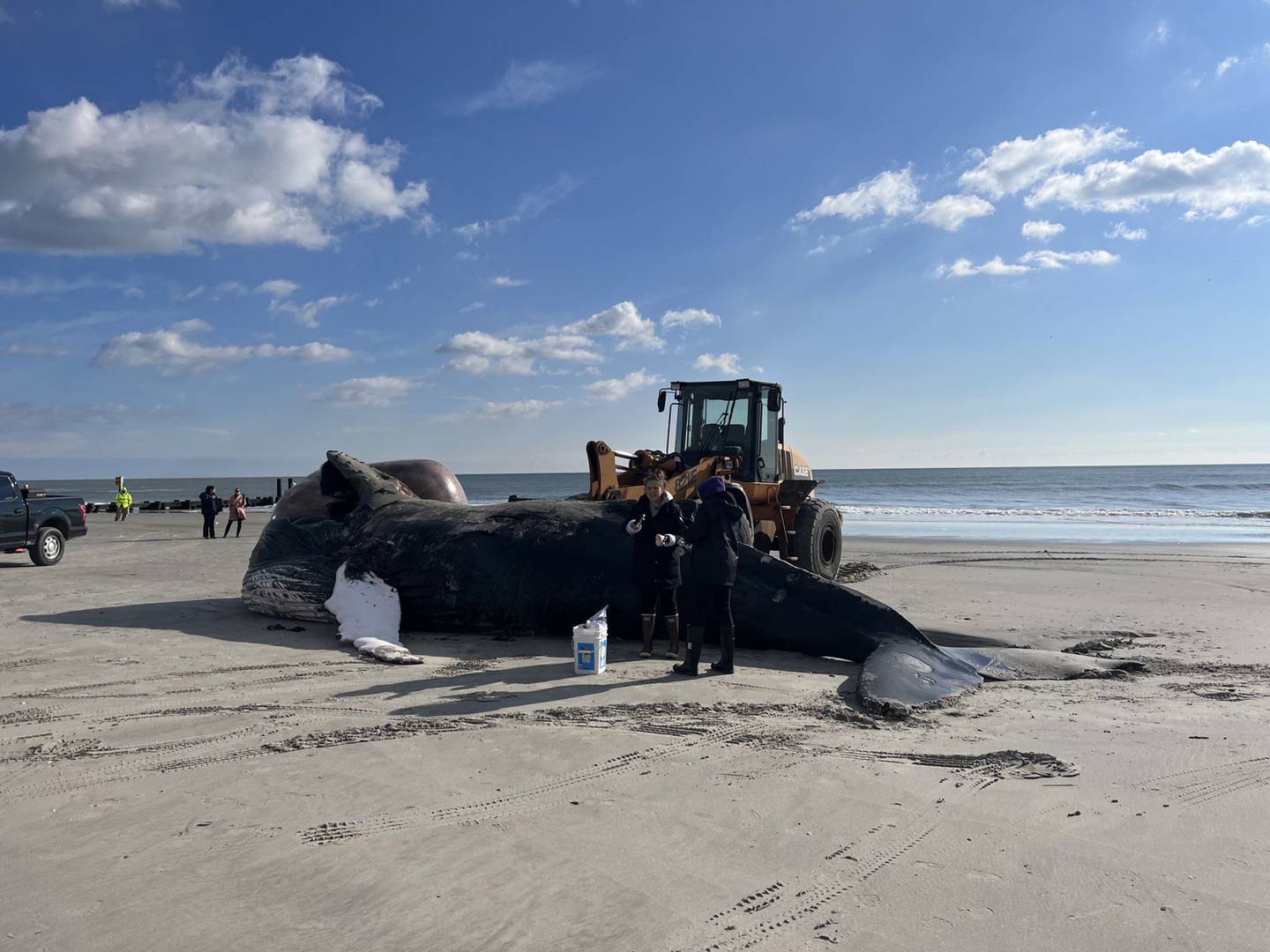 US-NEWS-NJ-WHALE-DEATHS-PH