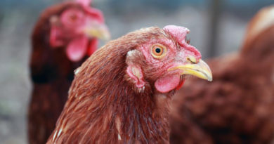 Former Pfizer executive, BlackRock board member pushing for mass chicken vaccination to “cure” avian flu