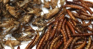 Let them eat bugs! EU’s foes have a new conspiracy theory - Sydney Morning Herald