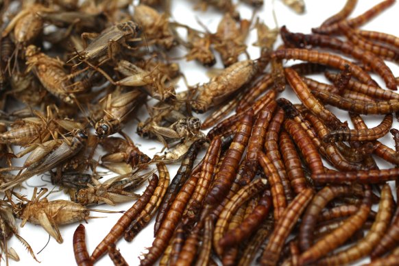 Let them eat bugs! EU’s foes have a new conspiracy theory - Sydney Morning Herald