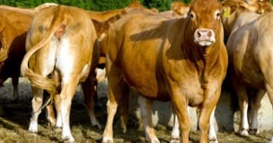 Beef Producers Panic Over mRNA Vaccine News