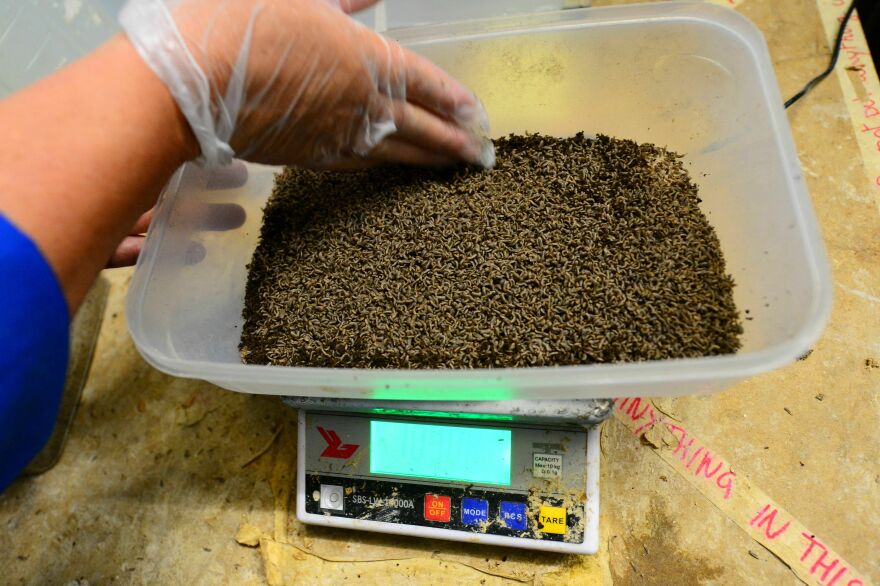 A worker checks on fly larvae being bred in France as a rich source of protein to feed livestock in a 2021 file photo. While the idea hasn't gone mainstream, some see insect feed and edible insects as a way to lower climate pollution in the agricultural sector.