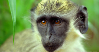 CONTAMINATION CONFIRMED: Covid jabs found to contain green monkey DNA