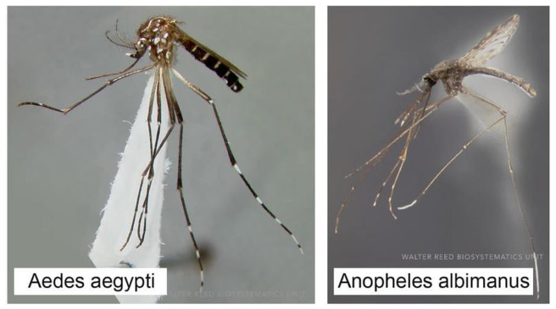 Fact Check: Bill Gates Did NOT Introduce Malaria In Texas And Florida By Releasing Genetically Modified Mosquitoes | Lead Stories