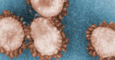 Fact Check: Video Distorts Early Coronavirus Research To Promote Baseless Bioweapon Conspiracy Theory | The Paradise