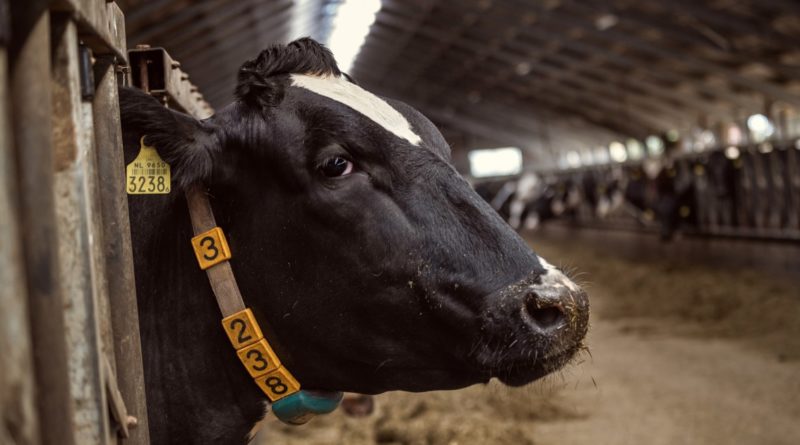 How Dutch farmers became the center of a global right-wing culture war