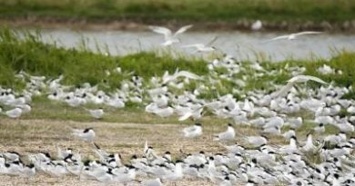 Sea Birds' Last Refuges: 4G and 5G Radiation Sickness from the Cell Towers - Global Research