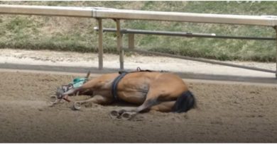 Why are all those racehorses dropping dead at Churchill Downs? Because, since April 29, they’ve all been wearing powerful WIRELESS monitors (called “STRIDESafe”)