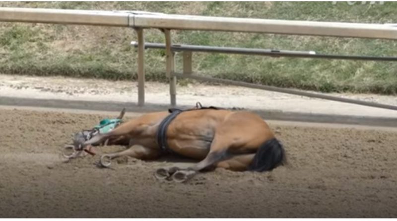 Why are all those racehorses dropping dead at Churchill Downs? Because, since April 29, they’ve all been wearing powerful WIRELESS monitors (called “STRIDESafe”)