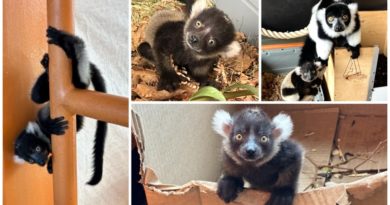 First critically endangered lemur born in Calgary