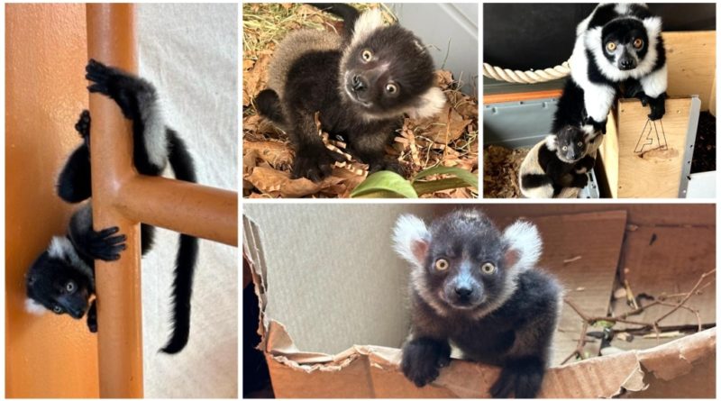 First critically endangered lemur born in Calgary