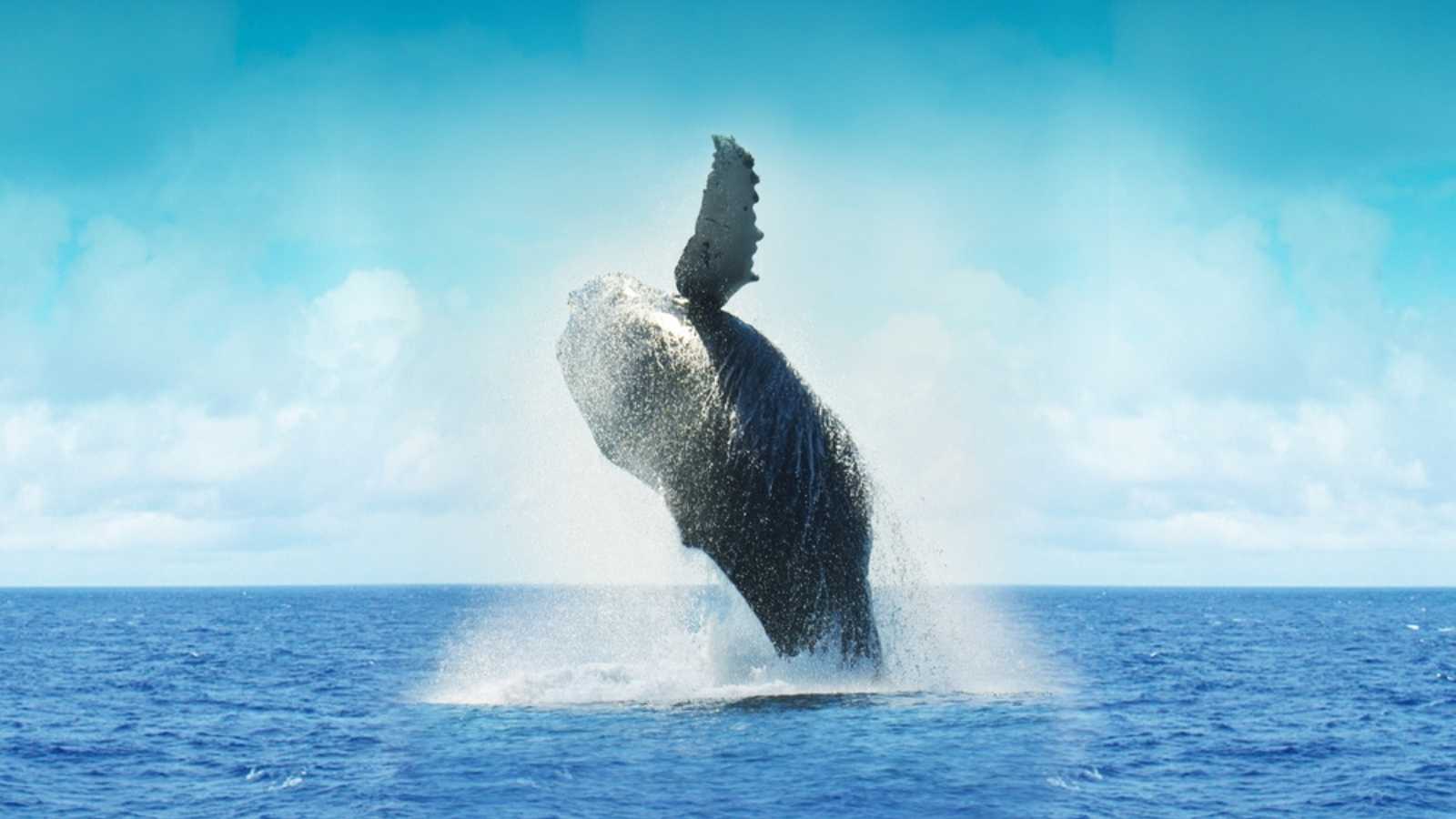 whale jumping out of the sea