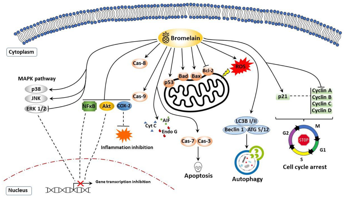 Nutrients 13 04313 g001