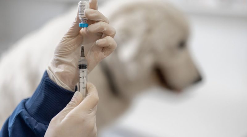 37 Percent Of US Dog Owners Think Vaccines Will Give Their Dog Autism