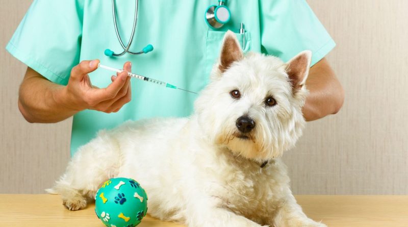 Anti-vaxxers are now after your dog