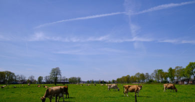 In the Netherlands, pitchforks fly for an empire of cows