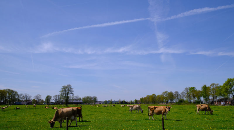 In the Netherlands, pitchforks fly for an empire of cows