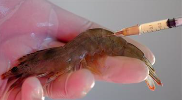 mRNA Vaccines Now Headed for Shrimp. "Can Shrimp be Vaccinated?" Genetic Manipulation - Global Research