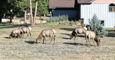 A secret army scaring elk out of Colorado's forests? Viral conspiracy theory is totally wrong | OutThere Colorado