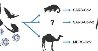 COVID-19 origins conspiracy theories: constructive alternatives