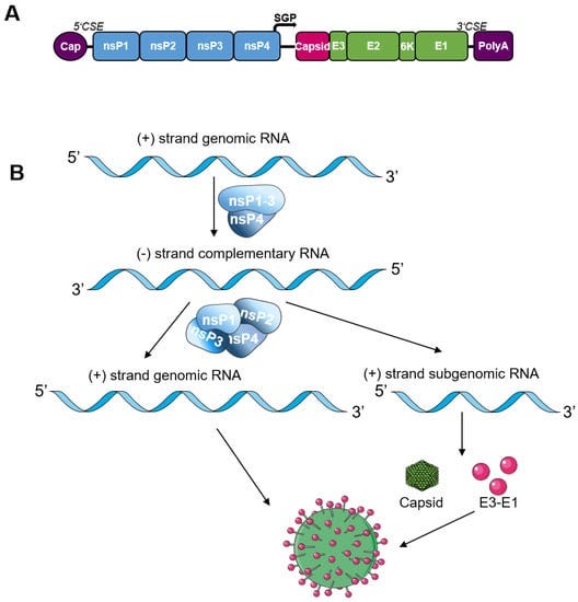 Pathogens 12 00138 g002 550