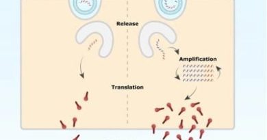 Replicon mRNA Vaccine: Japan Approves World's First Self-Amplifying mRNA Vaccine - Global Research