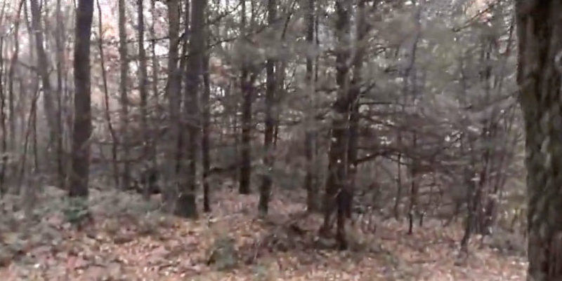 Inside disturbing 'Monsterland' woods where Big Foot & UFOs have been 'seen'