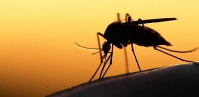 Gene-Edited Mosquitoes: Catastrophe in Brazil, A Gates Foundation Project. Will It Save Lives? - Global Research