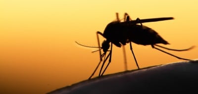 Gene-Edited Mosquitoes: Catastrophe in Brazil, A Gates Foundation Project. Will It Save Lives? - Global Research