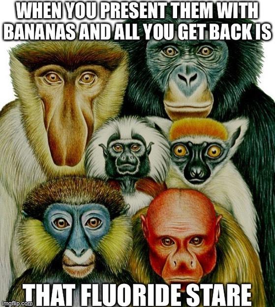 WHEN YOU PRESENT THEM WITH BANANAS AND ALL YOU GET BACK IS THAT FLUORIDE STARE imgflip.com